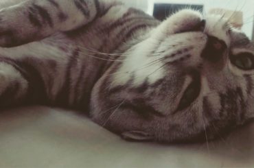 今日はあついー
ですね #ねこ #ビス...