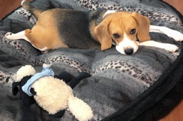 最近のイチオシ写真
.
.
#オグリ #愛犬 #ビーグル #beagle #3歳 # #可愛さの塊  #何が可愛いって #脚が可愛い...