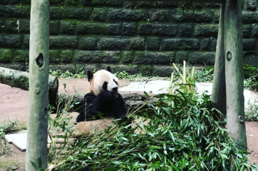 .
人生初めてこんなにたくさんの
パンダに会いました
癒された。。。
.
#重慶 #動物園 #パンダ...
