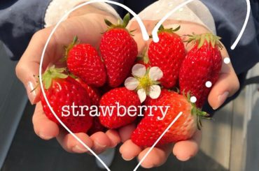 .
いちご狩り

50個食べた(º﹃º )

#いちご狩り#いちご#イチゴ狩り
#いちごがり ##いちごがり...