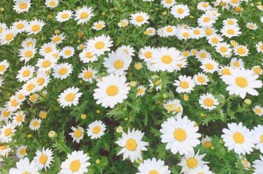 ❁❁❁
.
.
このお花、Theお花って感じで大好きなんだ～
.
.
#flower #お花 #instagood...