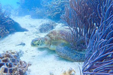 おやすみかめさん
.
#diving #diving_photography 
#海の生き物 #ダイビング #スキューバダイビング 
#沖縄 #沖縄life #...