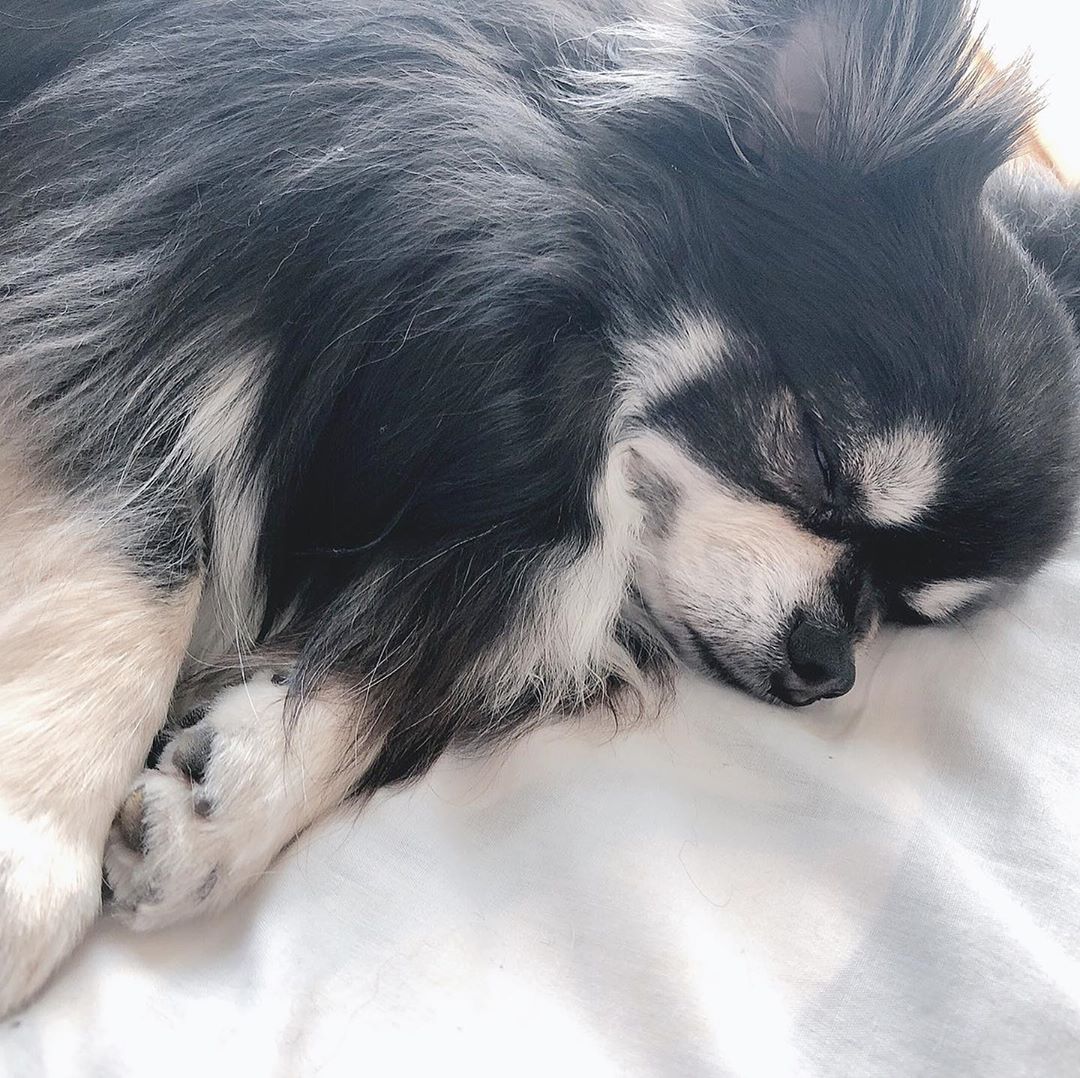 古賀哉子 昔は犬すきじゃなかったけど 今はもうティナが 可愛くて可愛くて仕方ない ティナ日記 Moe Zine 古賀哉子 昔は犬すきじゃなかったけど 今はもうティナが 可愛くて可愛くて仕方ない ティナ日記 Moe Zine