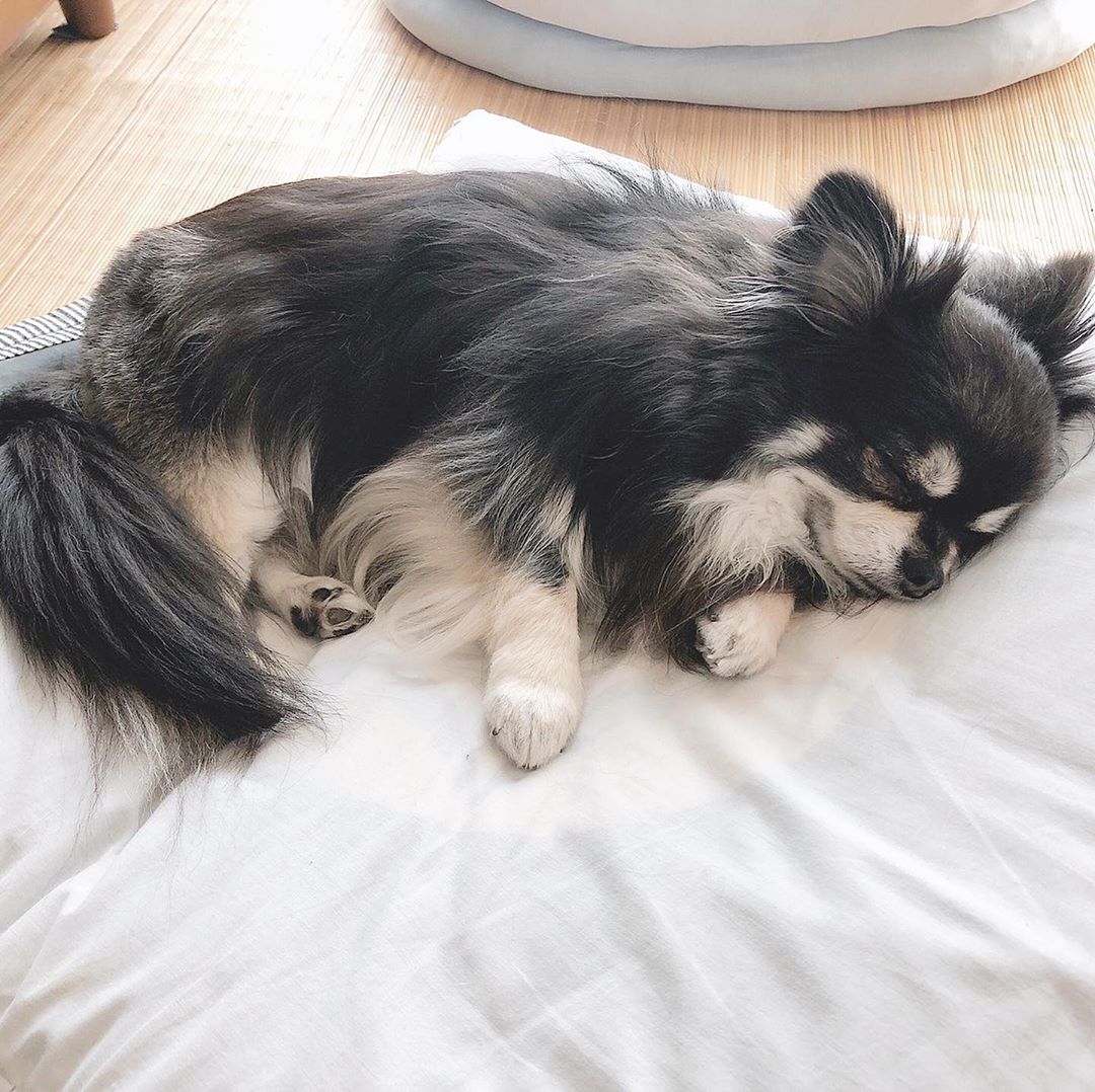 古賀哉子 昔は犬すきじゃなかったけど 今はもうティナが 可愛くて可愛くて仕方ない ティナ日記 Moe Zine 古賀哉子 昔は犬すきじゃなかったけど 今はもうティナが 可愛くて可愛くて仕方ない ティナ日記 Moe Zine