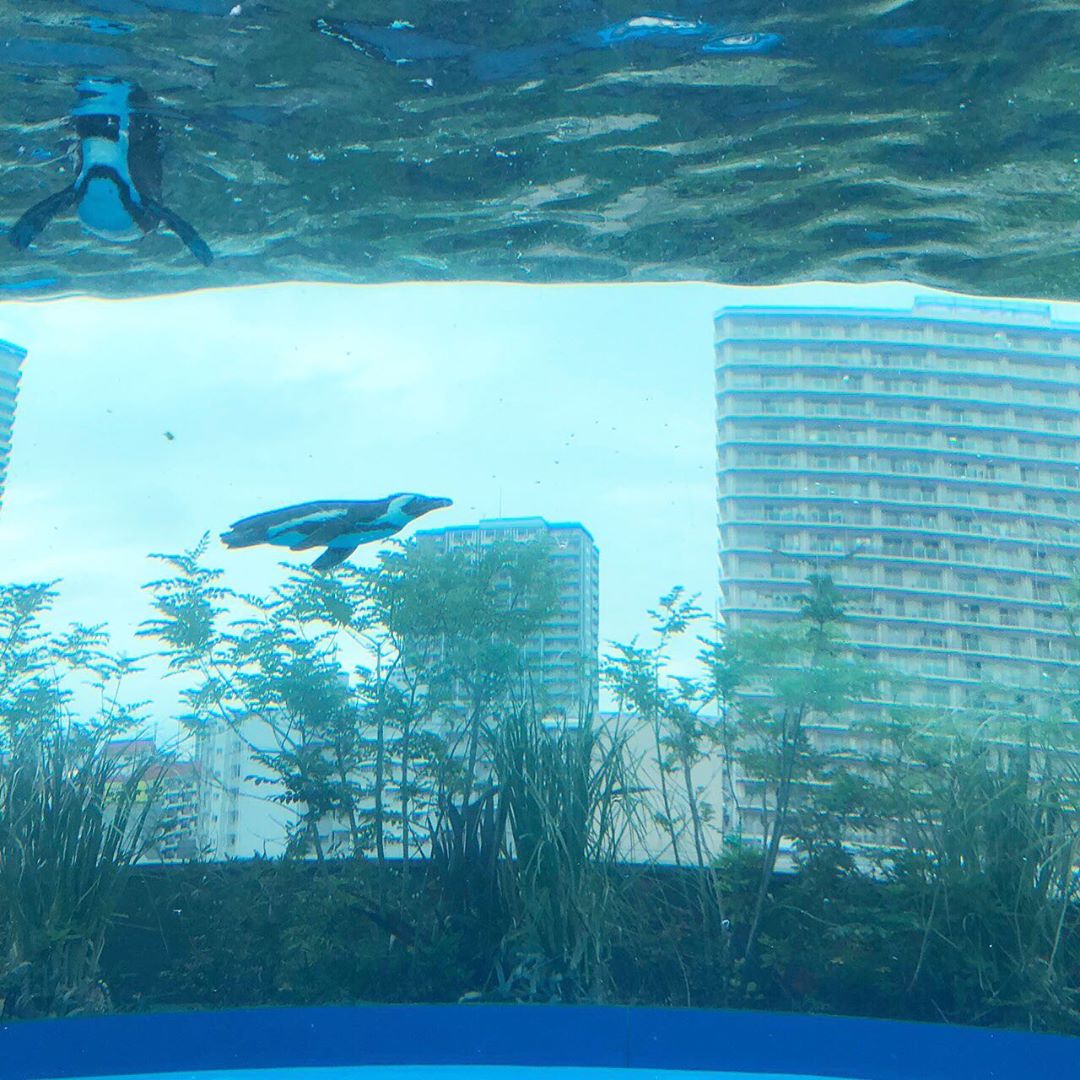 野中藍 お誕生日当日は大好きな水族館に行きました 息子も楽しそうでよかったです その後 サンシャインのthe Domeというお店でお食事をしました ナイフとフォー Moe Zine