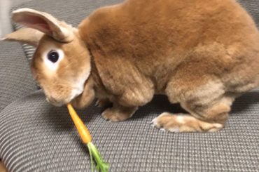 うさぎとにんじん。
母が育てた無農薬で
採れたてのベビーキャロット
贅沢なうさぎ達だ...