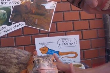 イグアナを観てるとどうしても恐竜の子孫なんじゃないかと思っちゃうけど違うんだよね...
でも恐竜の名前の〇〇サウルスの“サウルス”はトカゲを意味する【saura...