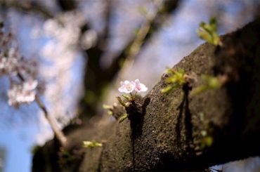 定番、ソメイヨシノ。

#桜 #染井吉野 #Canon #一眼レフ...