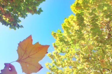 もう秋です
#9月 #秋 #fall #Autumn #黄色 #...