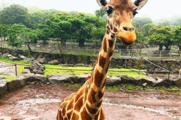 キリンさん顔かわよい

#おっとっと女子旅...