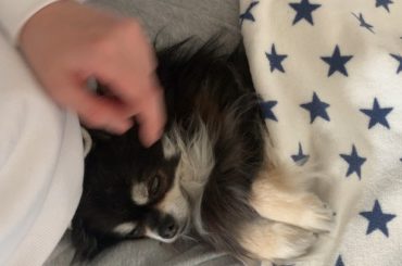 #ティナ日記 
おネムさん
太もも枕でかきかき
 #愛犬 #dog #チワワ #ロングコートチワワ...