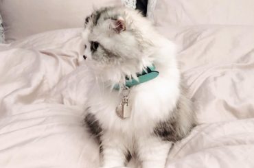 Happy 3rd birthday
お誕生日プレゼントにいただいたので付けてみたよけむおめでとう...