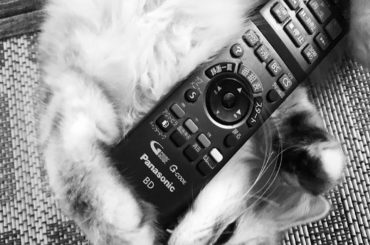 こめが可愛くて可愛くて.....
#にゃんすたぐらむ...