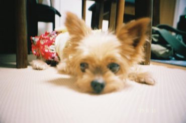 久しぶりのはなちゃん
祖母が飼っているはなちゃんは、私が小学生の時からいるからもうおばあちゃんだけれど、お花のスカート似合っちゃうんです♪可愛いでしょ︎ #fi...