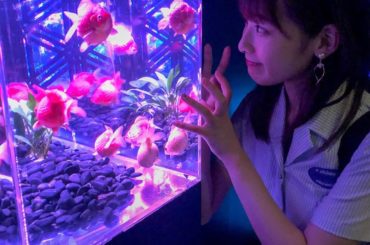 .﻿
﻿
﻿
﻿
アートアクアリウム﻿
﻿
﻿
日本橋三井ホールで﻿
9/23まで開催されている﻿
アートアクアリウム2019に﻿
行ってきました~~~映え~~...