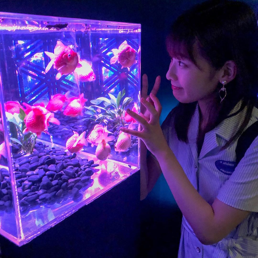 浅井七海 アートアクアリウム 日本橋三井ホールで 9 23まで開催されている アートアクアリウム19に 行ってきました 映え Moe Zine 浅井七海 アートアクアリウム 日本橋三井ホールで 9 23まで開催されている アートアクアリウム19に 行ってきました 映え Moe Zine
