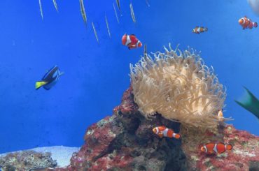 イルカショーが見たくなったので
江ノ島水族館行ってきた(笑)

#水族館 #江ノ島水族館 #イルカショー...