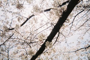 春から撮り溜めてた写ルンです現像してきた...