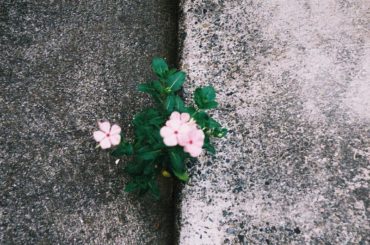 → 道の隙間に。...