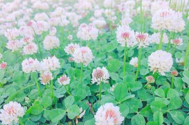 ❁︎
.
.
.
白詰草の冠つくるの得意なんだ〜(^_^)‪︎︎‪︎
.
.
.
#白詰草 #草原 #公園 #緑...