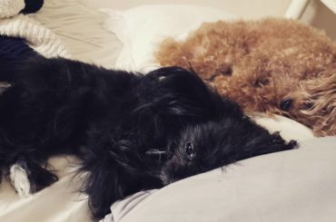 # #gm #dogsofinstagram...