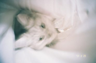 ぶれても可愛いこめちゃん
#film #filmphotography #cat #にゃんすたぐらむ...