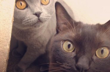 沙羅が8歳の誕生日を迎えました﻿
﻿
これで道長も沙羅も8歳。﻿
早いなぁ﻿
子供の成長はあっという間！﻿
﻿
小さい頃から2人は仲良し﻿
これからも息子と娘に...