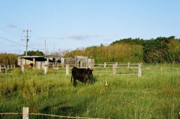 最後の写真はゲートボールに集まった、おじぃとおばぁ、ほのぼの、、  #hikarufilms 
#波照間島...