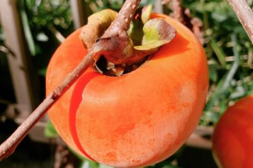 柿を見ると悲しくなる体になってしもうた
彼岸花もあれば完璧だった
#ff14...