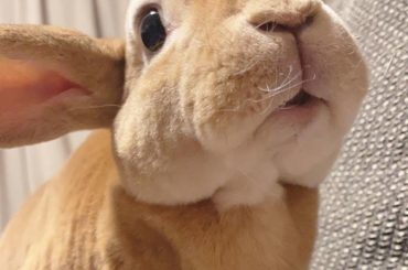 きなこさん。...