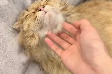 猫をもふもふする動画。
おなかぱっかーん、、
可愛すぎて心臓もたない。

うっ、、なんで可愛さなの
はぁ癒しだ...
