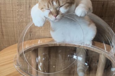 久々に猫カフェに
やっぱり人生において動物ちゃん達の癒しの力は重大ですな。。。
居心地良すぎて猫カフェ大好きだ

@catcafemocha
#猫カフェモカ #...