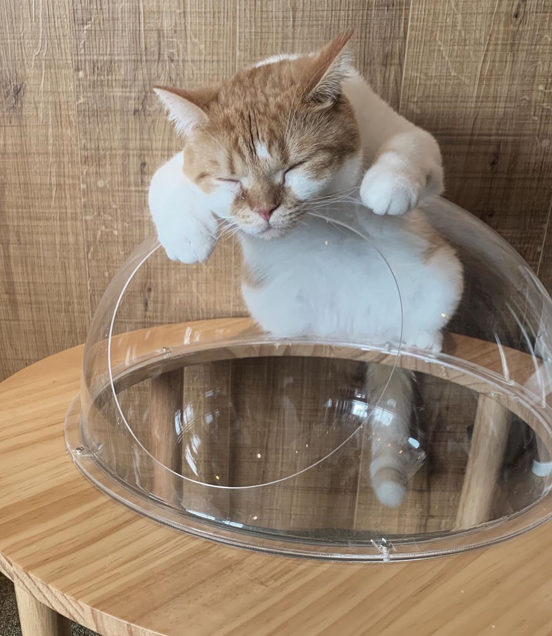 木村なつみ 久々に猫カフェに やっぱり人生において動物ちゃん達の癒しの力は重大ですな 居心地良すぎて猫カフェ大好きだ Catcafemocha 猫カフェモカ Moe Zine