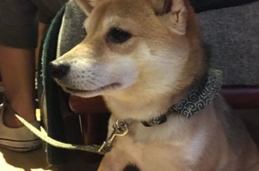 今日ついにたいやき君と会ってきました
お顔がシュッとしててかわいかったし和柄が似合うこと
たんたんもなつっこくてかわいいし、最高でした犬かわいい
はなまさはお外...