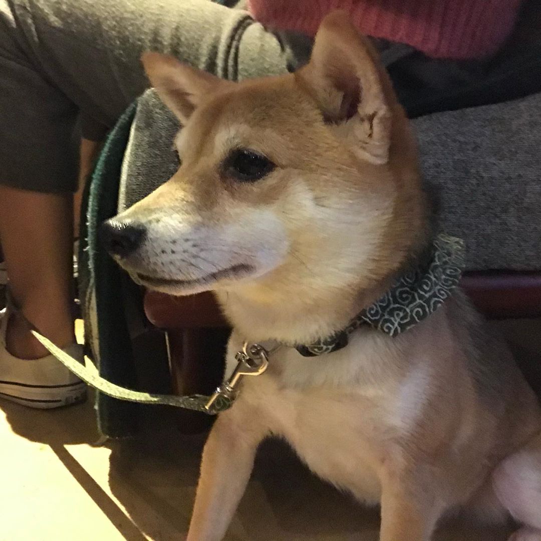 関根りさ 今日ついにたいやき君と会ってきました お顔がシュッとしててかわいかったし和柄が似合うこと たんたんもなつっこくてかわいいし 最高でした犬かわいい はなまさはお外 Moe Zine 関根りさ 今日ついにたいやき君と会ってきました お顔がシュッとしててかわいかったし和柄が似合うこと たんたんもなつっこくてかわいいし 最高でした犬かわいい はなまさはお外 Moe Zine