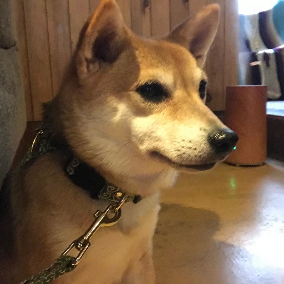 関根りさ 今日ついにたいやき君と会ってきました お顔がシュッとしててかわいかったし和柄が似合うこと たんたんもなつっこくてかわいいし 最高でした犬かわいい はなまさはお外 Moe Zine 関根りさ 今日ついにたいやき君と会ってきました お顔がシュッとしててかわいかったし和柄が似合うこと たんたんもなつっこくてかわいいし 最高でした犬かわいい はなまさはお外 Moe Zine