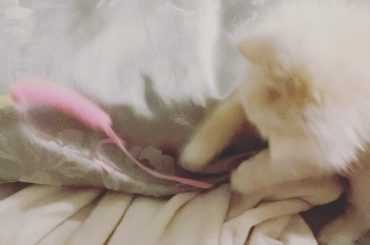 .
かわいい…
なんか出かけるたび離れるの悲しい。笑
連れていきたい本当は
・‥…━━━☞・‥…━━━☞
#今日のシンバ #ネコ #ねこ #猫 #かわいい
#お...