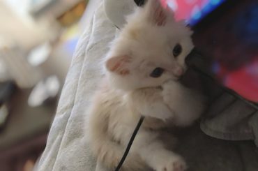 .
見てー！！！
ぎゅーってしとぉ
・‥…━━━☞・‥…━━━☞
#今日のシンバ #ネコ #ねこ #猫 #かわいい #シンバ #photo #instagram...