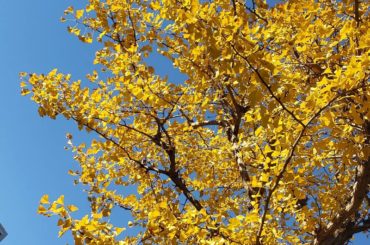 *
この間はお仕事で代々木公園へ。
早くみんなに言いたい。。。笑
珍しい私が沢山見れると思います。へへ
浮かぶ鴨を見て
鴨おいしいですよね。と言ったら
あの鴨は...