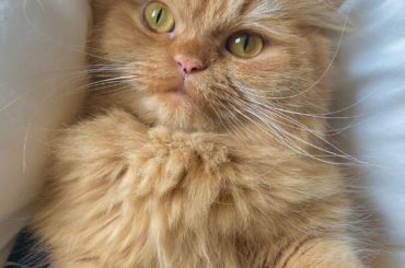 *
おはようございます
と、天使が言ってます
*
*
@remon.marimo_konno 
#ミヌエット
#ふわもこ部 
#ペコねこ部...