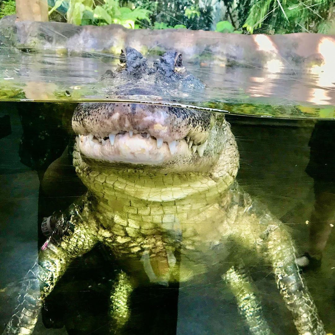 大家志津香 フロリダはタンパ Nhk Bsプレミアム 探検 世界の水族館の舞台裏 1月15日 水 21時00分 22時29分 大好きなこと Moe Zine