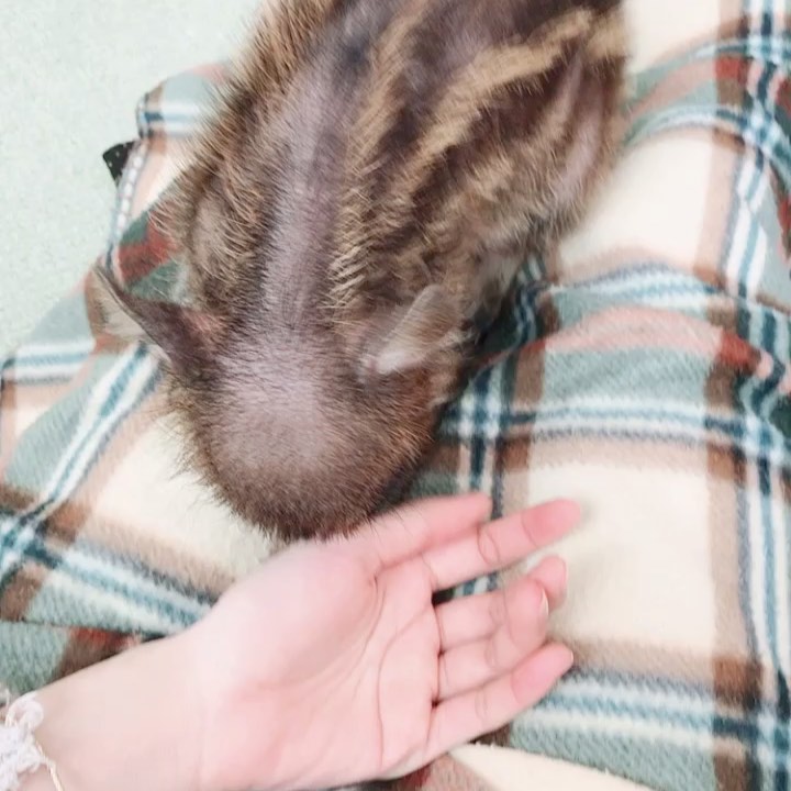 飯窪春菜: ・ ・ ずーーーっと行きたかったマイクロブタカフェへ 