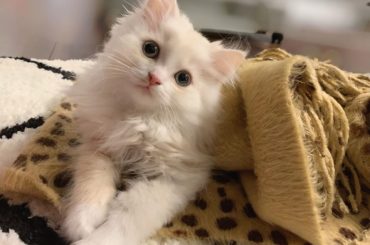 .
シンバくんワクチン打ってきました
よく頑張ったね*°♡
マフラーの下にカイロ置いたら
あったかいのか ずっといます
・‥…━━━☞・‥…━━━☞
#今日のシ...