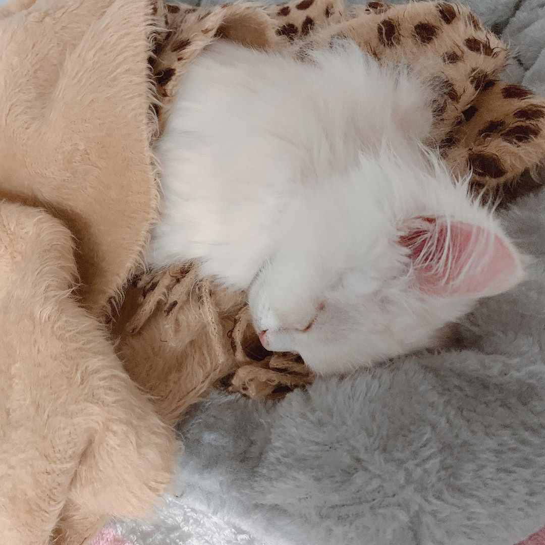 田中れいな 天使おるっ 今日のシンバ 猫 ネコ ねこ かわいい スヤスヤ 抱きしめたい おやすみ Photo Moe Zine 田中れいな 天使おるっ 今日のシンバ 猫 ネコ ねこ かわいい スヤスヤ 抱きしめたい おやすみ Photo Moe Zine