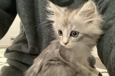 .
新しい家族が増えました
名前悩み中
ジーニーにしよっかなー？笑
*☼*―――――*☼*―――――
#新しい家族 #ねこ #猫 #ネコ #ラガマフィン #子猫...