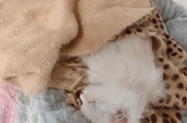 .
天使おるっ。
*☼*―――――*☼*―――――
#今日のシンバ #猫 #ネコ #ねこ #かわいい #スヤスヤ #抱きしめたい #おやすみ 
#photo #...