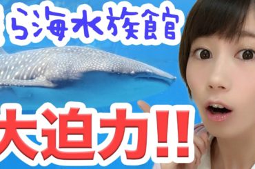 【沖縄旅行】美ら海水族館キター！ジンベエザメ見てきた！ 【ゆきりぬvlog】 Okinawa Churaumi Aquarium