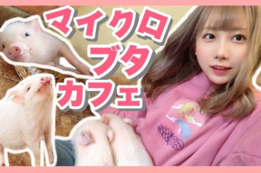 まさにブタちゃん天国🐷【マイクロブタカフェ】