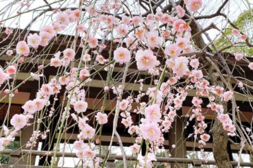 梅かな？桜かなー？？
とっても綺麗でしたので撮ってみました
春はそこまで来ていますね
お休みの日はベビースイミングに行っています
飛び込みの練習もするのですが、...