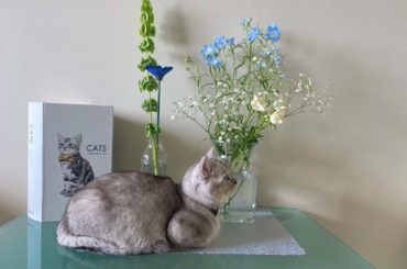 *
おはにゃん
@remon.marimo_konno...